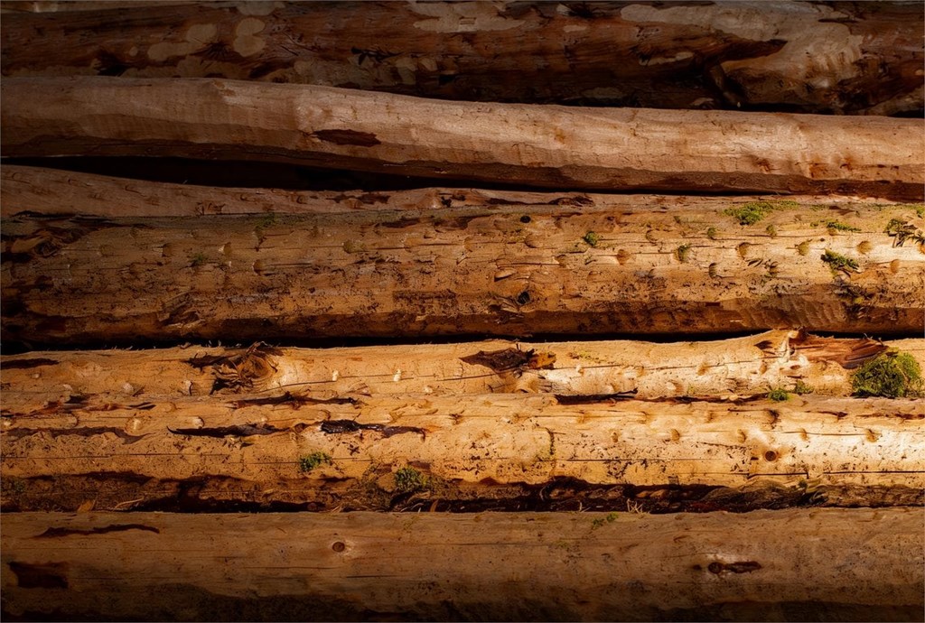 ¿Cómo calcular el valor de la madera de tu monte antes de venderla?