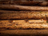 ¿Cómo calcular el valor de la madera de tu monte antes de venderla?