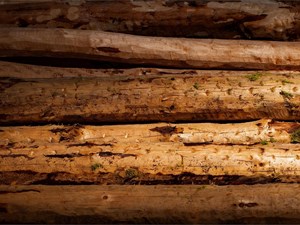 ¿Cómo calcular el valor de la madera de tu monte antes de venderla?