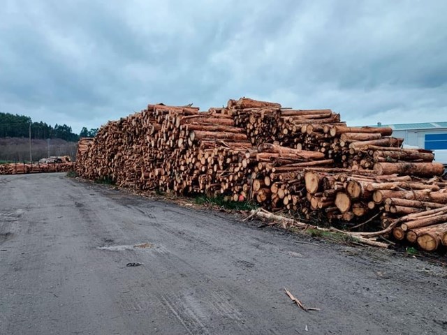¿Cómo empezar a vender tu madera con Forestal Cando?