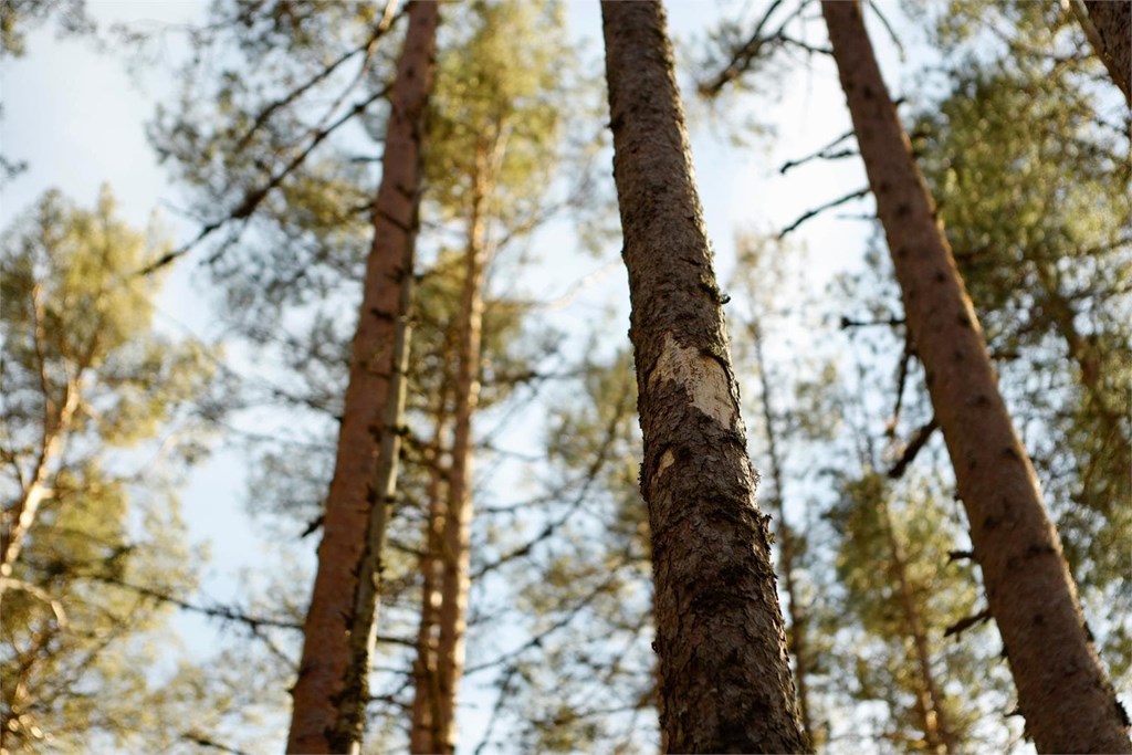 Diferencias entre la madera de pino y la de eucalipto: usos y valor comercial