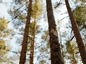 Diferencias entre la madera de pino y la de eucalipto: usos y valor comercial