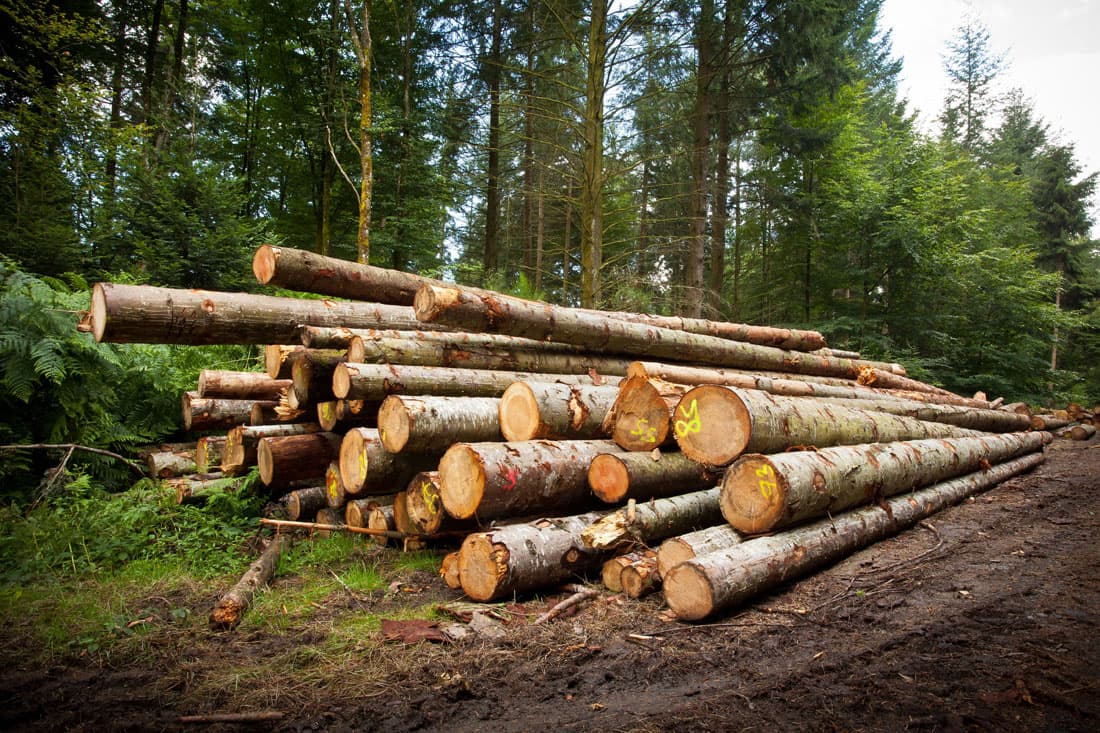 Compraventa de madera en Lugo