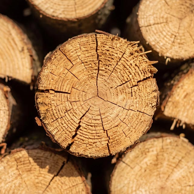 Descubre todos los servicios de Forestal Cando
