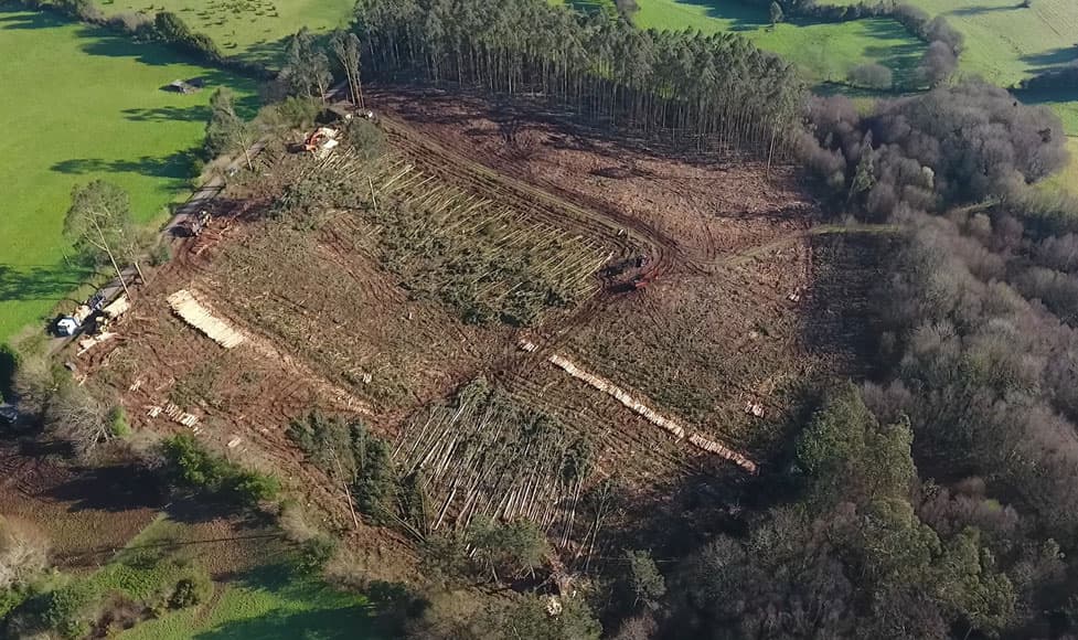 Tala y plantación de árboles en A Coruña