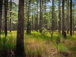 Maximiza el retorno de tu inversión forestal con Forestal Cando