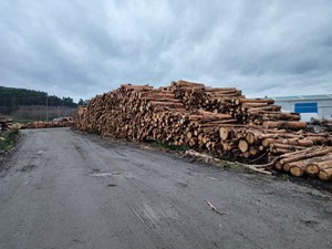 ¿Qué tipos de madera son más resistentes? 