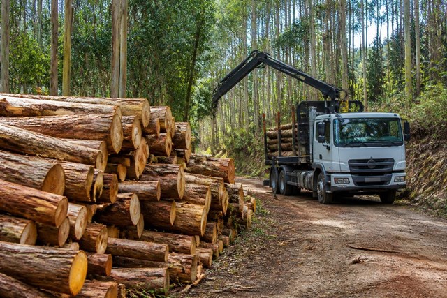Vende rápido tu madera: compra en carretera en A Coruña - Imagen 1