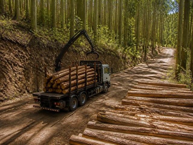 Vende rápido tu madera: compra en carretera en A Coruña