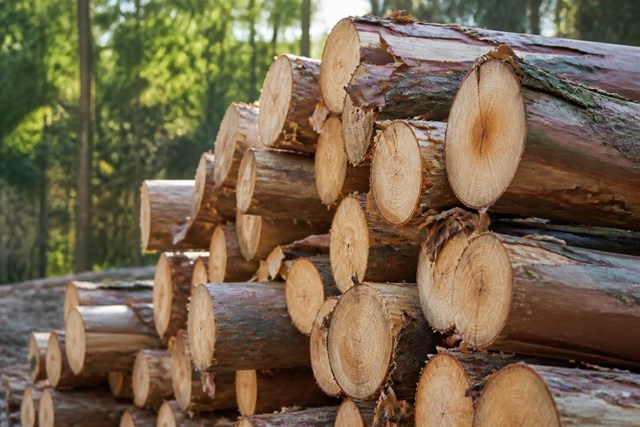 Vende tu madera: compra de eucalipto en A Coruña al mejor precio - Imagen 1