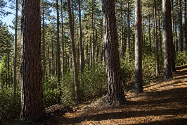 Vende tu pino al mejor precio: compra de madera de pino en A Coruña - Imagen 1